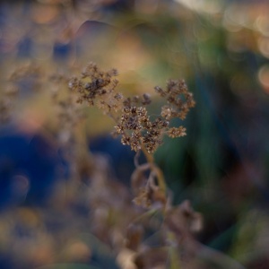 Gallery Photo 11